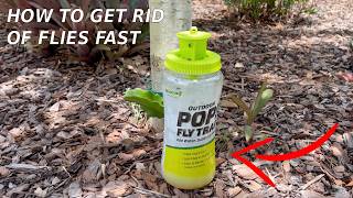 How to use an Outdoor Pop Fly Trap