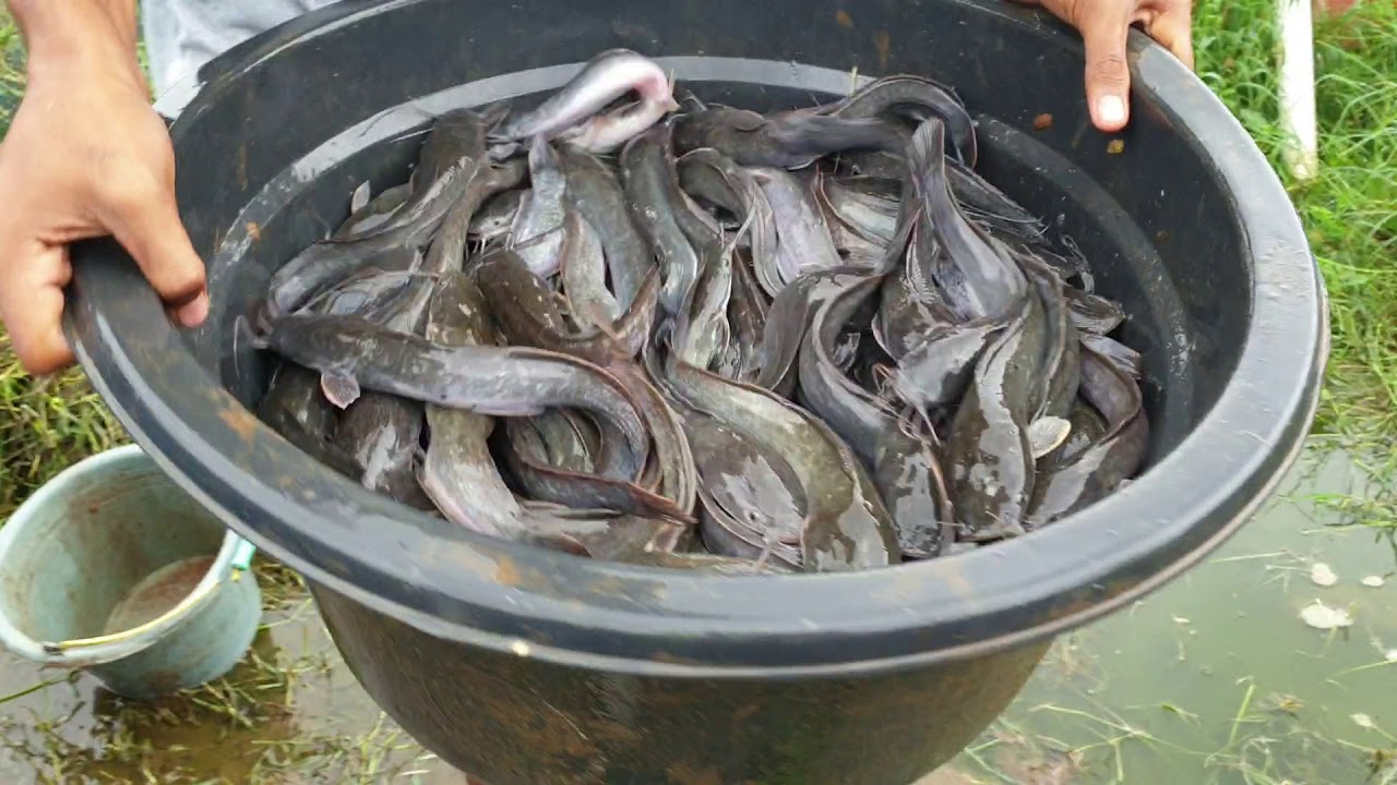 ikan