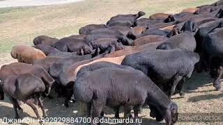 Гиссарские овцы фермерского хозяйства Урунбой Ходжи, селение Чорбог,  Истаравшан, Согдийская область