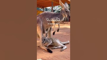 هذا خلق الله|الآية11~سورة لقمان #viral #اكسبلور #شلتنا #shortfilm #fypシ゚viral القارئ #اسلام_صبحي