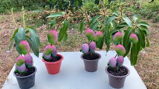 How to propagate mango tree from cutting-crafting idea mango tree grow fast success 100%
