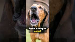 Quick Barks American Coonhound Wonders!