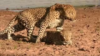 Leopards mating in South Africa, Kruger park