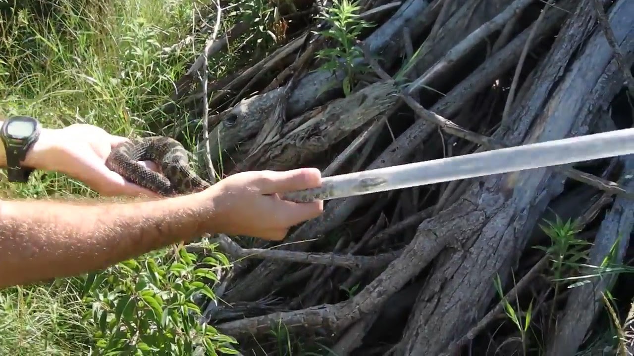 video phone beyonce mp3 Step 7 - Releasing a Massasauga (adult)