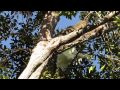 Cockatoos attacking Lace Monitor 2