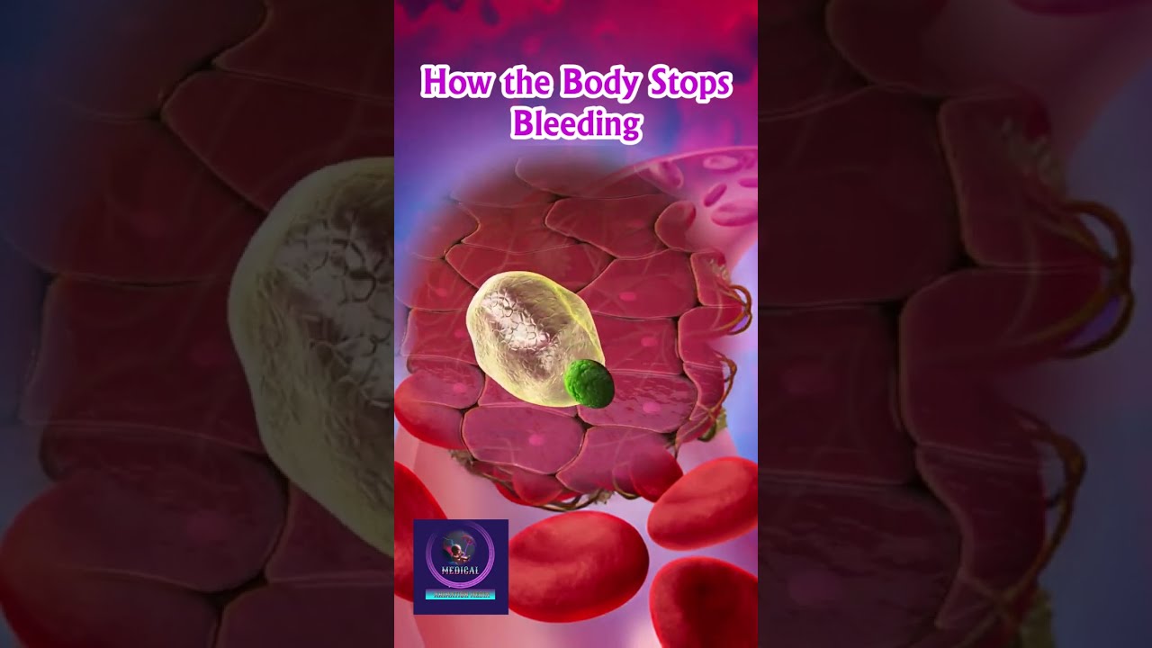 How The Body Stops Bleeding Blood Clotting