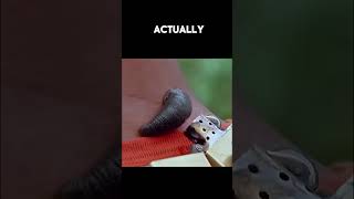 glued leeches #facts #viral #movie #shorts