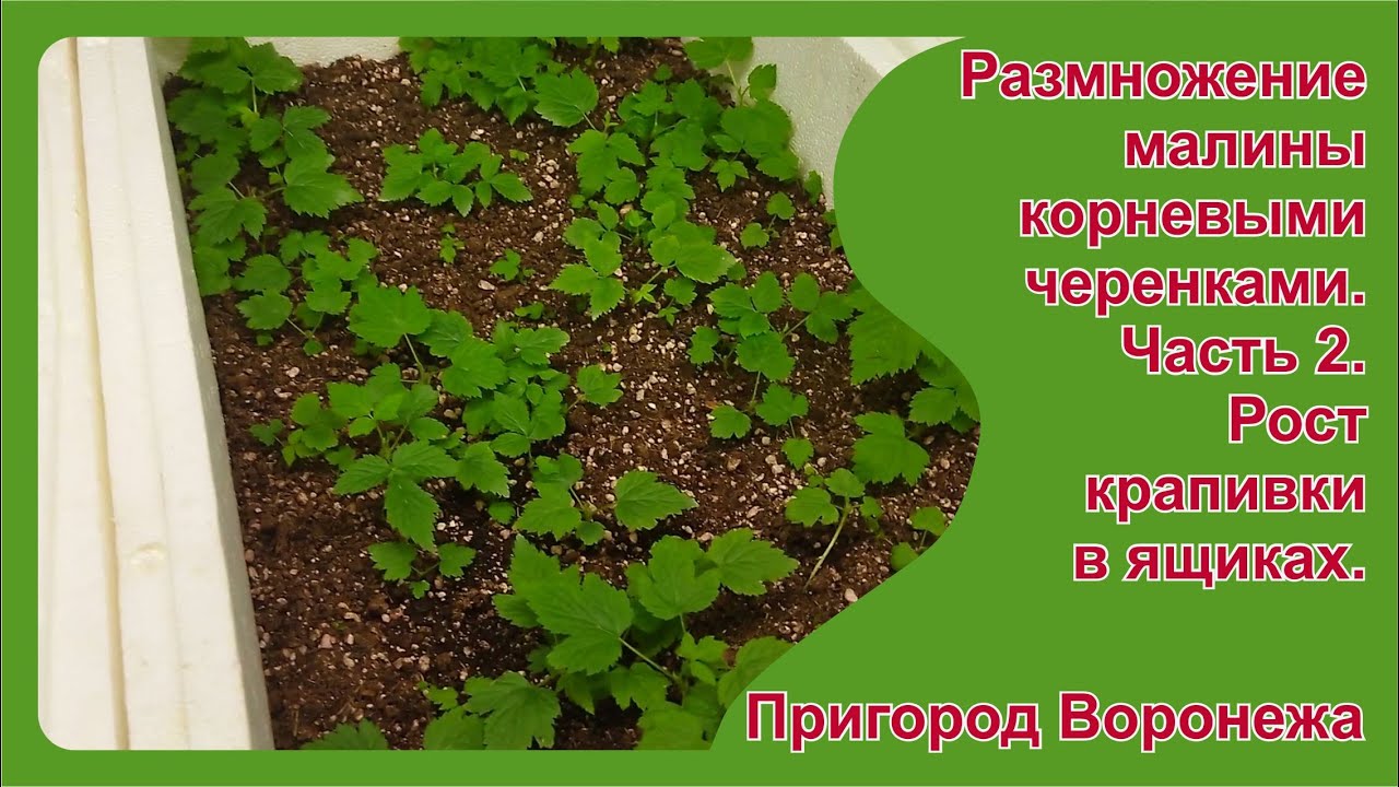 Укоренение крапивки малины. Часть 2. Рост крапивки в ящиках.  Пригород Воронежа.