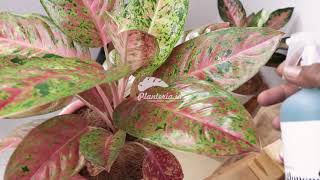 Pupuk daun Aglonema dengan nutrisi tambahan ramah lingkungan dan sehat