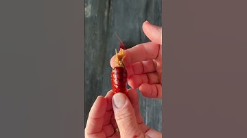 How to eat a crawfish