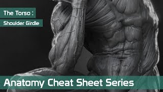 Anatomy Cheat Sheet Series: The Torso - Part 2 - The Shoulder Girdle