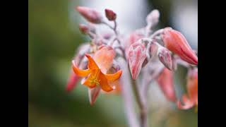 Amazing soft Bell Flowers screenshot 5