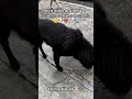 No te olvides de ellos 🙏🏼🐕💖🐾🐾 #perrosdelacalle #perritos #ayuda #animalista #dog #pets #youtube #pet