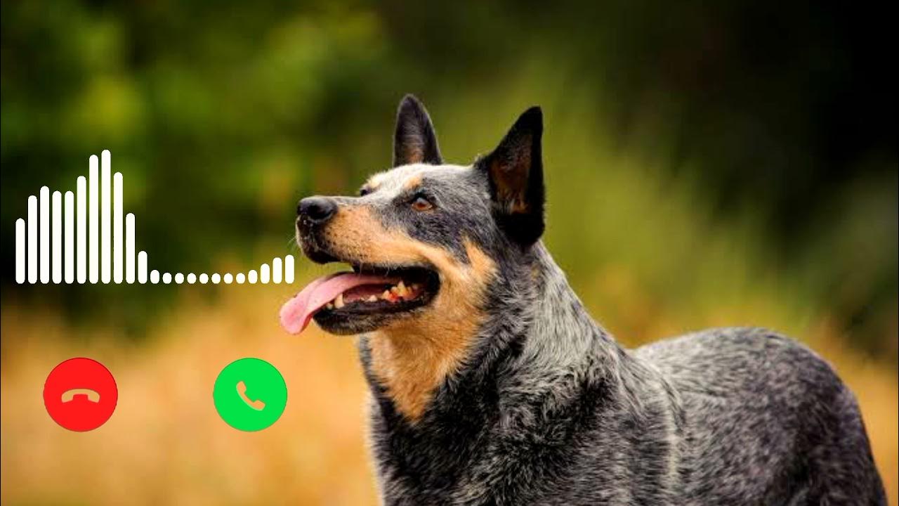 Dogs symfony Ringtone_funny Dog Ringtone_Mr.SAK YouTube