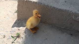 🐥 🐣 Lost cute duckling #babyanimals #cute #funny #pets @cuteducklingsfunny #Kyrgyzstan