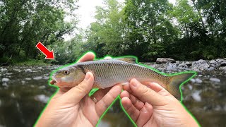 In Defense of Fallfish: Showing Some Love to a Hated Fish