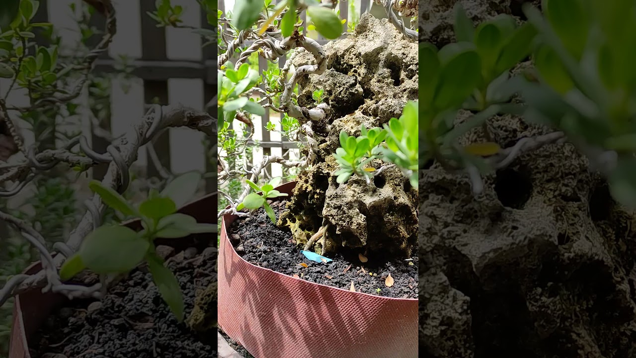 Santigi Bonsai Tree Root Over Rock, Bonsai Tree From Cutting 