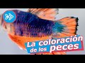 La COLORACIÓN de los PECES 🎨