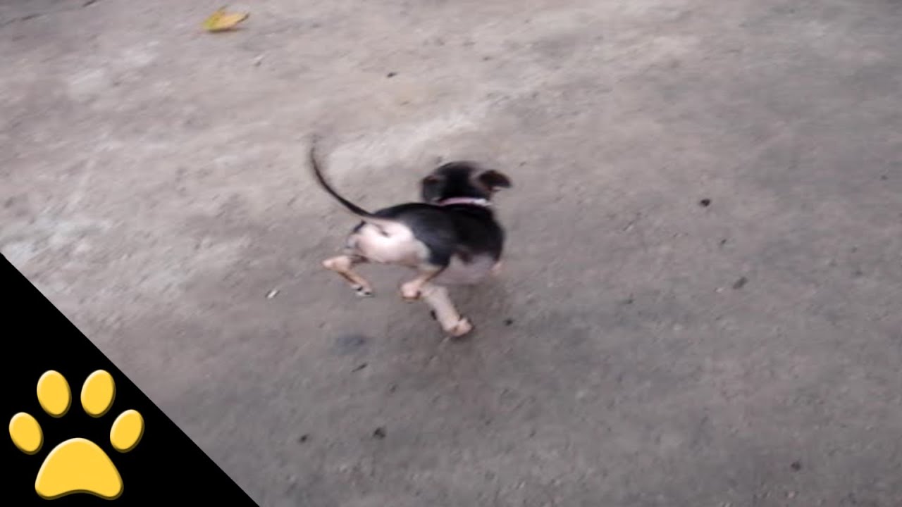 Handstand Dog YouTube