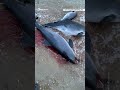 Массовая гибель дельфинов из-за разлива российского мазута