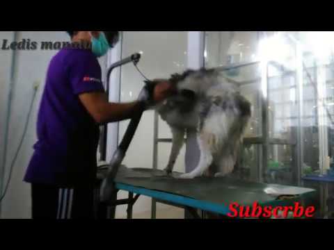 Video: Bagaimana Cara Memandikan Husky Anda?