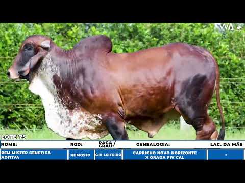 LOTE 75 - REMG910 - Tourinho Gir Leiteiro à venda à venda no 10º GIR E GIROLANDO