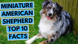 Miniature American Shepherd  TOP 10 Interesting Facts