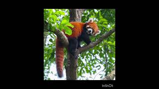 Red panda