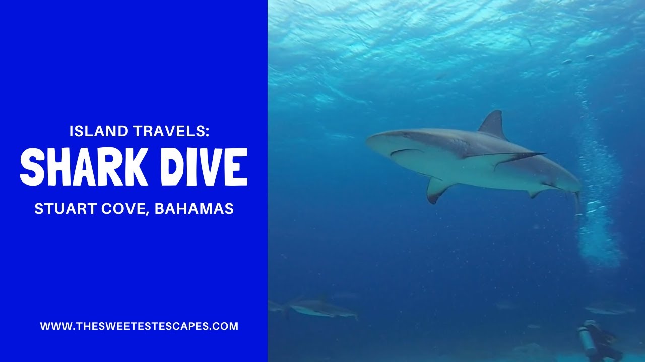 Shark Dive at Stuart's Cove - Bahamas - YouTube