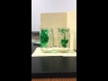 Food Coloring Diffusion