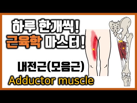 [힐링무브 근육학] 6-4. 내전근(모음근, adductor muscle ) 의 해부학과 기능 | 단내전근,장내전근,대내전근,박근 | healingmove