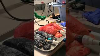 Download Lagu kalian nonton jam berapa guys #fyp #shorts #viralshorts #ytshorts #paruparug #youtube MP3