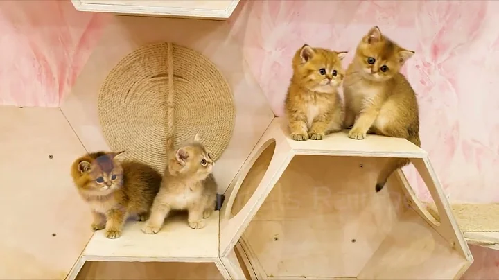 Watch the video about Golden chinchilla little boys. Very cute British kittens of the golden chinchilla color.