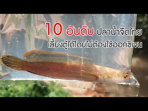 10 อันดับแรก ‘ปลาน้ำจืดไทย’ เลี้ยงตู้ได้โดยไม่ต้องใช้ออกซิเจน