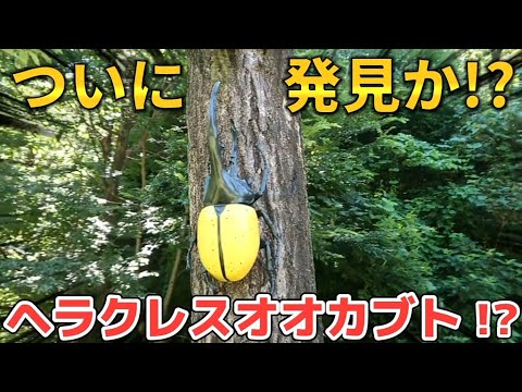 超巨大ヘラクレスオオカブト 発見