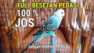 Download lagu PARKIT GACOR FULL ISIAN | Ampuh untuk pancingan parkit bahan agar BUNYI