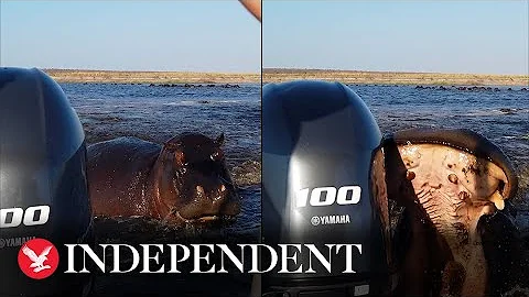 Charging hippo bites tourist boat's rear motor in furious chase