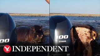 Charging hippo bites tourist boat's rear motor in furious chase