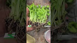 yelaki tissue culture plants x agar #sankarbiotech #banana