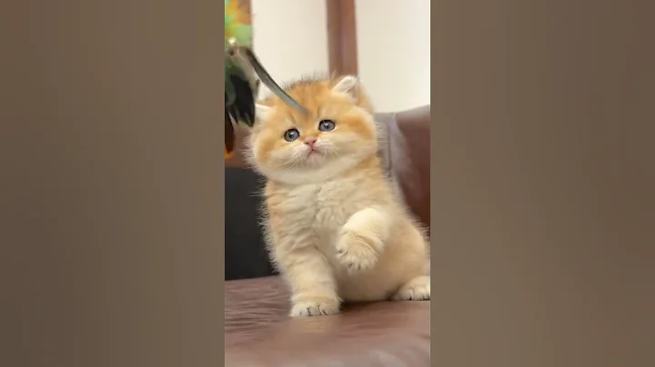 Watch the video about Cute Funny Little Kitten! #cute #funny #cat #trending #shorts #trendingshorts