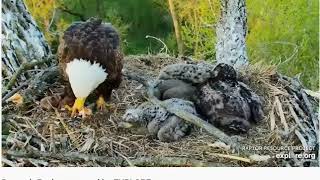 05 09 2020~Decorah Eagles~DM2 brings fish~Mom Brings stick places it on D36 and takes over fish!