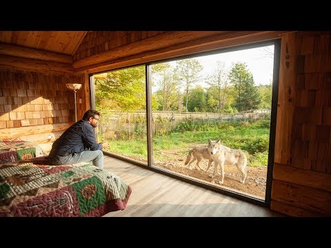 Vidéo: Dormez Avec Les Loups Dans Le Parc Omega Du Canada