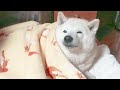 あと5分寝たい柴犬