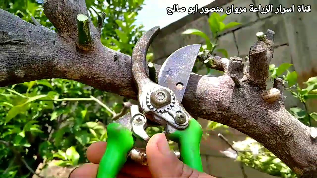 هذا كل ما يجب فعله تجاه شجرة 🌳 الليمون