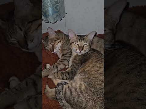 Tròn nó đeo khế ghê lắm #khethui #cat