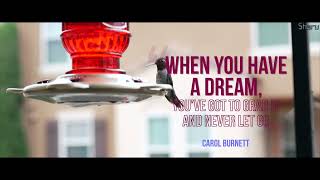 Dreams | Some Quotes And Some Hummingbirds | 4K