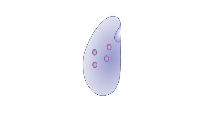 slime mold life cycle animation