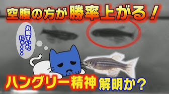 ハングリー精神 Youtube
