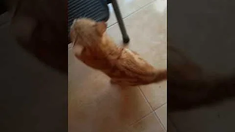 Cosa fare se il gatto è senza voce?
