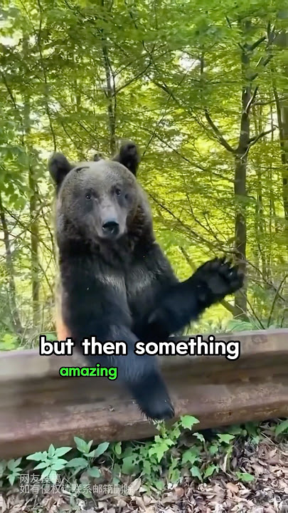 This family rescued a bear that was hit by a car #bear #shorts #animals